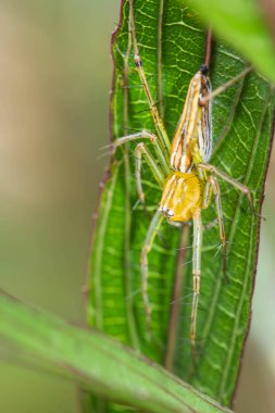 Lynx örümcek yaprak üzerinde