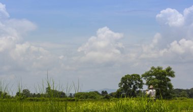 Alan pirinç içinde çalışmak için yürüyüş çiftçi.