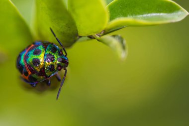 Lychee kalkan hata dalı