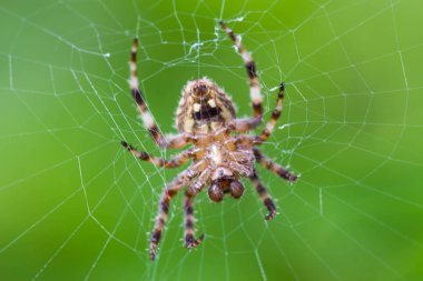 Örümcek dalga üzerinde atlama
