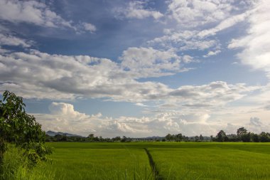 Pirinç alan, Kuzey Tayland.