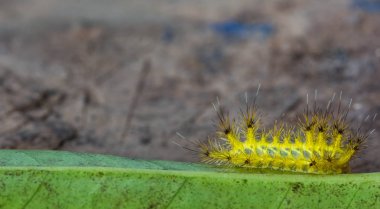 yeşil yaprak üzerinde sarı tırtıl