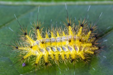yeşil yaprak üzerinde sarı tırtıl