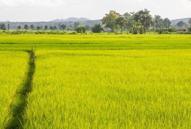 Pirinç alan, Kuzey Tayland.
