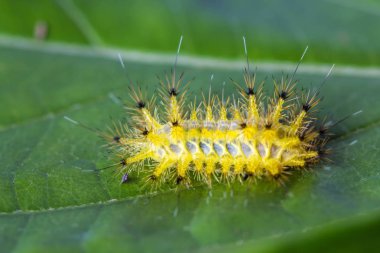 yeşil yaprak üzerinde sarı tırtıl