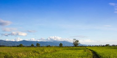 Pirinç alan, Kuzey Tayland.