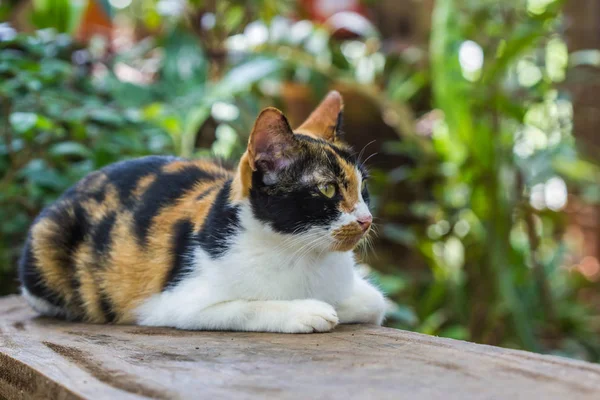 Γάτα Ξαπλωμένη Εξωτερικούς Χώρους Στον Κήπο — Φωτογραφία Αρχείου