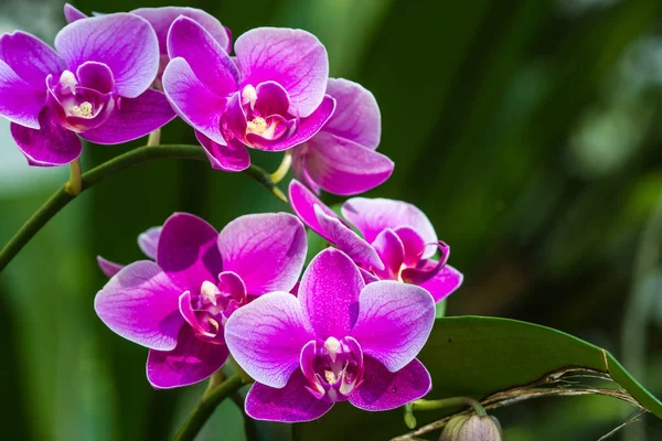Orchid Nature Background — Stock Photo, Image