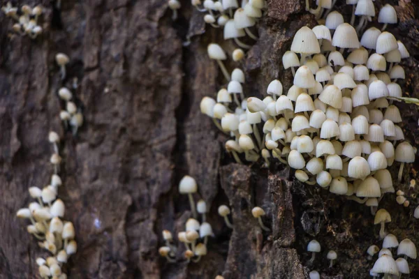 White Mushrooms Woodden Background — Stock Photo, Image
