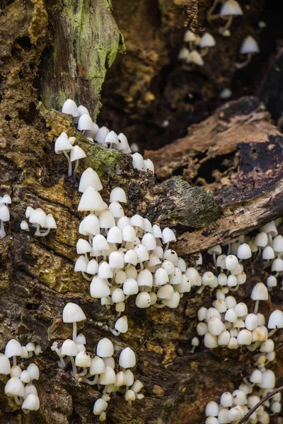 arka plan üzerinde beyaz mantar woodden