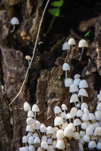 Cogumelos Brancos Fundo Arborizado — Fotografia de Stock