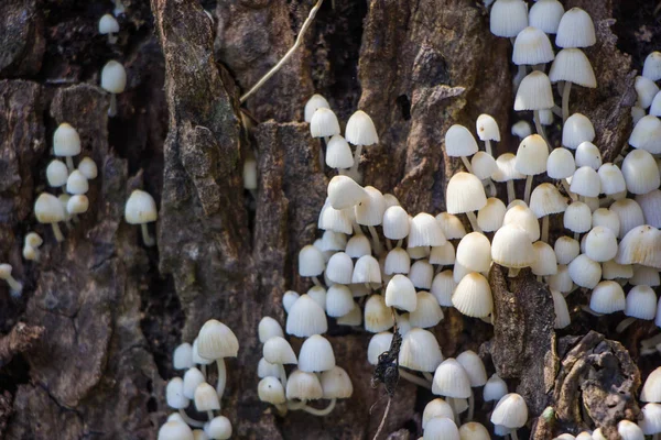 White Mushrooms Woodden Background — Stock Photo, Image