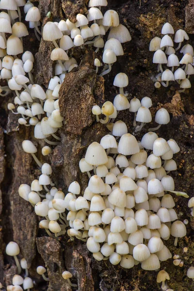 White Mushrooms Woodden Background — Stock Photo, Image