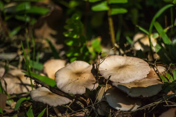 White Mushrooms Woodden Background — Stock Photo, Image