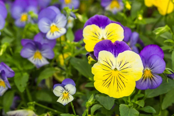 Cor Bonito Flor Fantasia — Fotografia de Stock