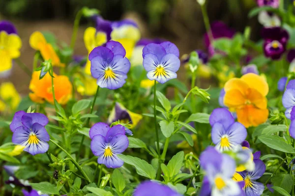 şirin renk pancy çiçek