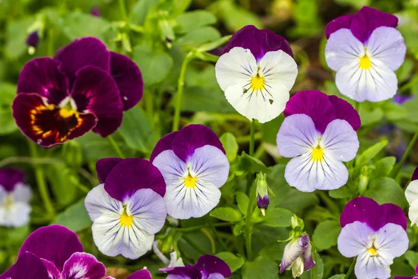 Cute Color Pancy Flower — Stock Photo, Image