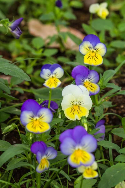 Cute Color Pancy Flower — Stock Photo, Image
