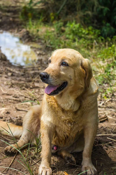 Brun Hund Sitter Natur Botten — Stockfoto