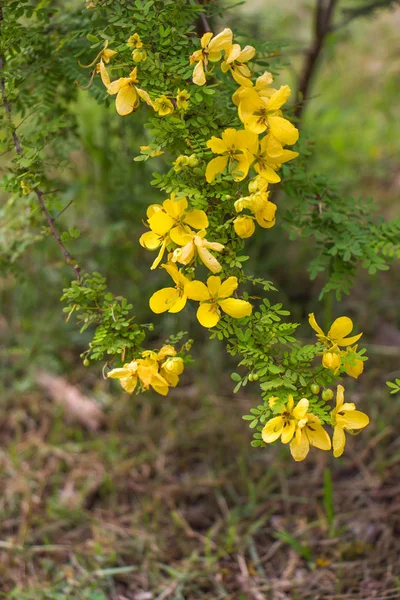 Bunch Lyellow Purple Flowers — Stock Photo, Image