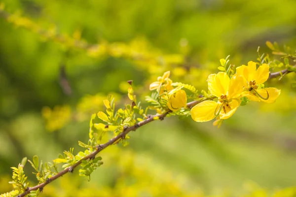 Lyellow Mor Çiçek Demet — Stok fotoğraf