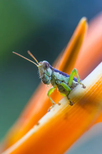 Sauterelle Verte Sur Fleur Orange — Photo