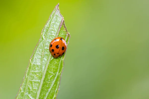 Ladybird Green Leaf — Stock Photo, Image