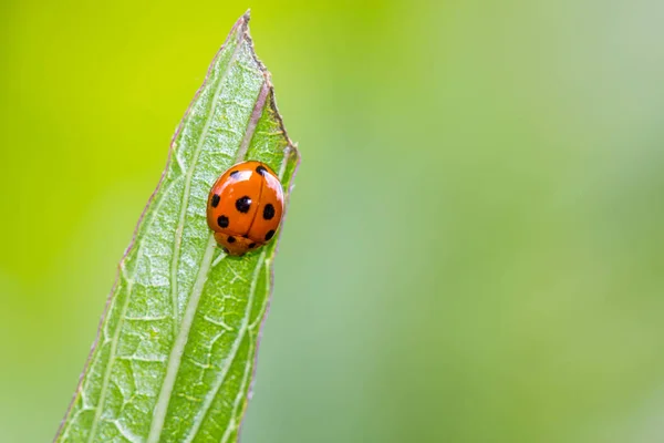 Marienkäfer Auf Grünem Blatt — Stockfoto