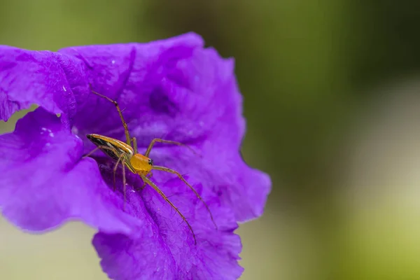 Lynx Spider Paarse Bloem — Stockfoto