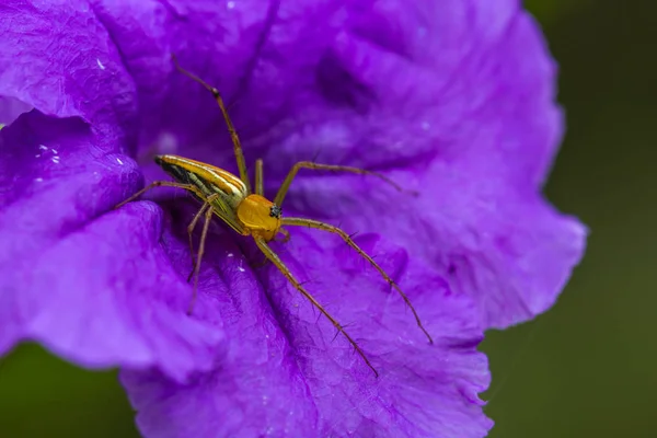 紫の花のササグモ科 — ストック写真