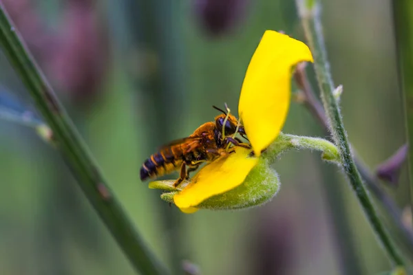 Honey Bee Gul Indisk Hampa Blomma — Stockfoto