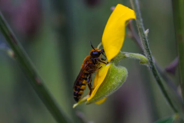 Honey Bee Gul Indisk Hampa Blomma — Stockfoto