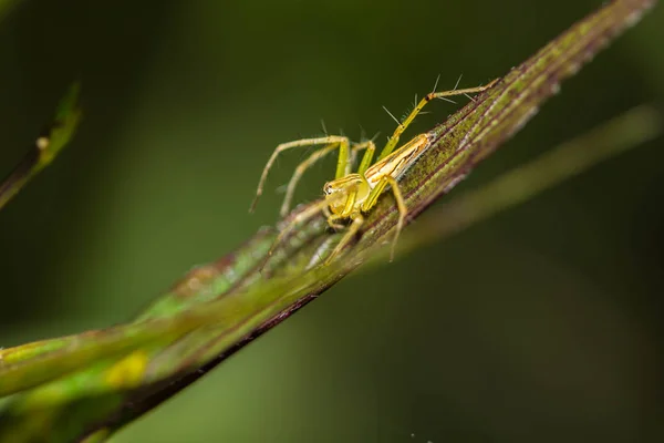 Lynx Aranha Folha — Fotografia de Stock