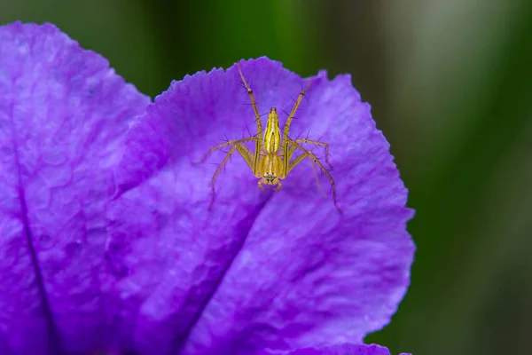 紫の花のササグモ科 — ストック写真