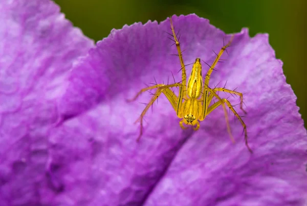 Lynx Spider Paarse Bloem — Stockfoto