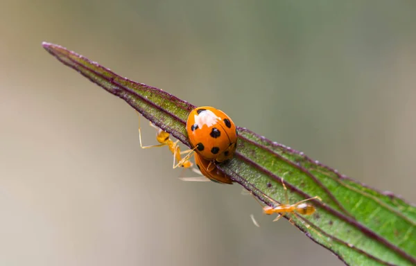 Ladybird Green Leaf — Stock Photo, Image