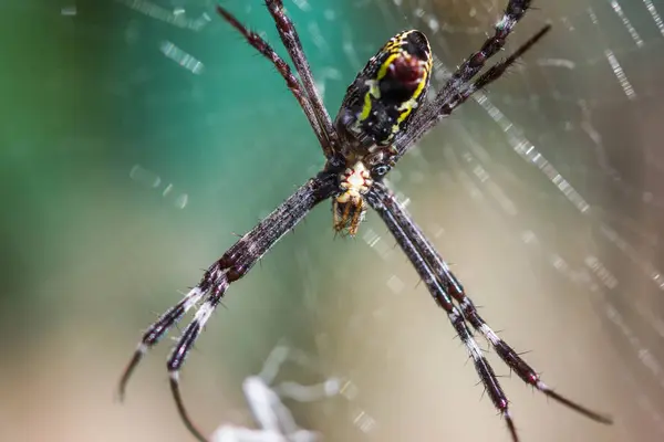 Aranha Tecelã Orbe Dourada — Fotografia de Stock