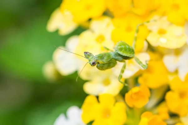 ランタナの花に小さなカマキリ — ストック写真