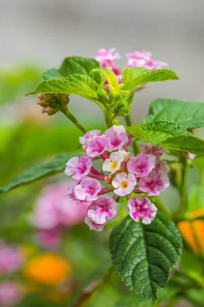 Cute Pink Lantana Flowers — Stock Photo, Image