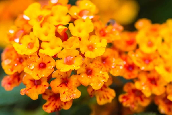 Cute Pink Lantana Flowers — Stock Photo, Image