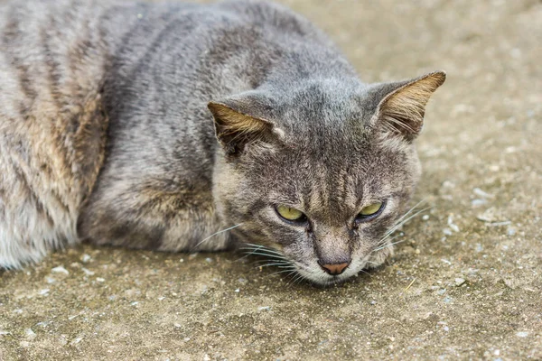 タイ語 公共の寺で猫を猫します — ストック写真