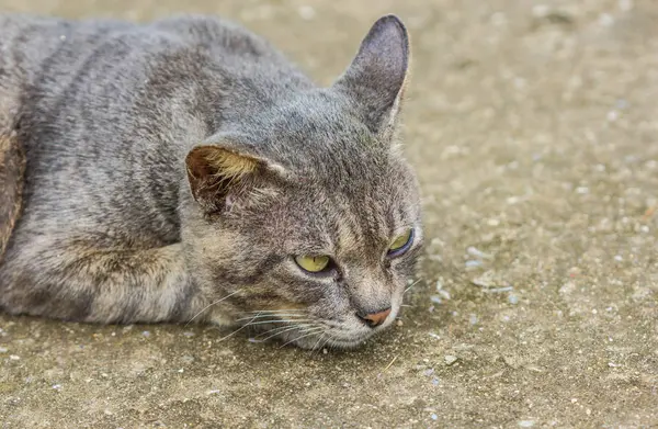 タイ語 公共の寺で猫を猫します — ストック写真