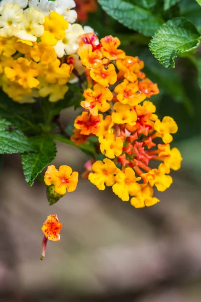 Cute Pink Lantana Flowers — Stock Photo, Image