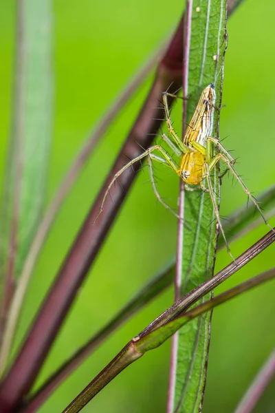 Lynx Araignée Sur Feuille — Photo