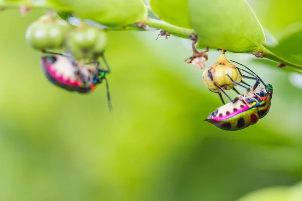 Bug Escudo Lychee Foco Branch Selective — Fotografia de Stock