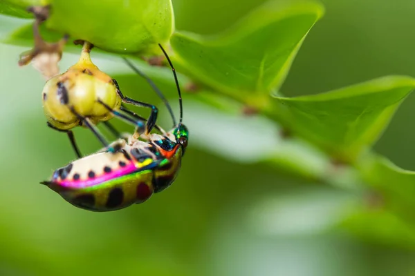 Lychee Shield Bug Branch — Stock Photo, Image