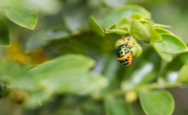 Liczi Tarcza Bug Gałęzi — Zdjęcie stockowe