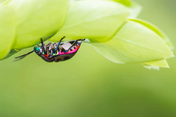 Liczi Tarcza Bug Gałęzi — Zdjęcie stockowe