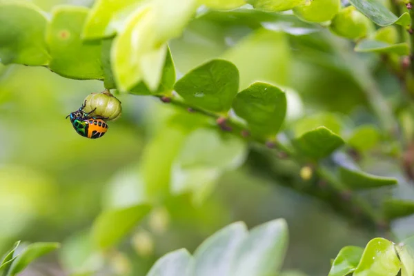 Lychee Shield Bug Branch — Stock Photo, Image