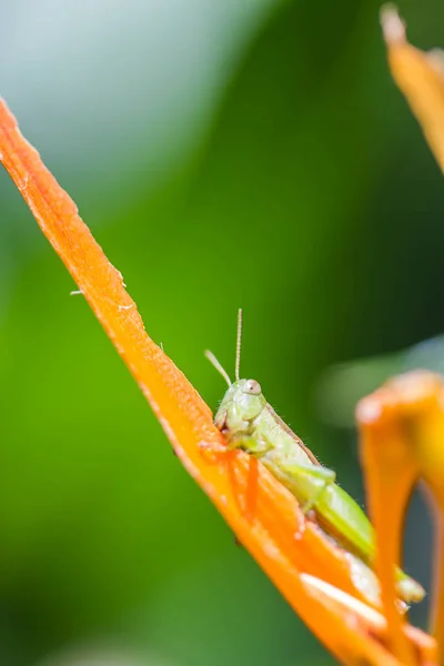 オレンジ色の花に緑 Glasshopper — ストック写真